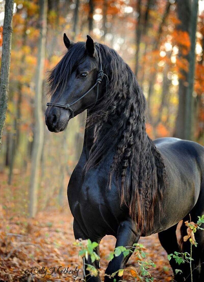 Самая красивая лошадь в мире -Фредерик Великий