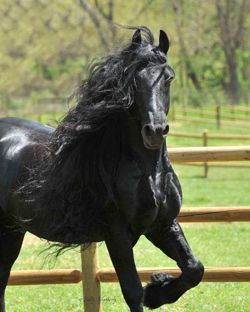 фото самого дорогого коня