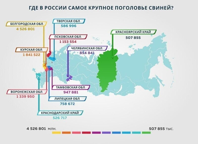 Где в России самое крупное поголовье свиней?