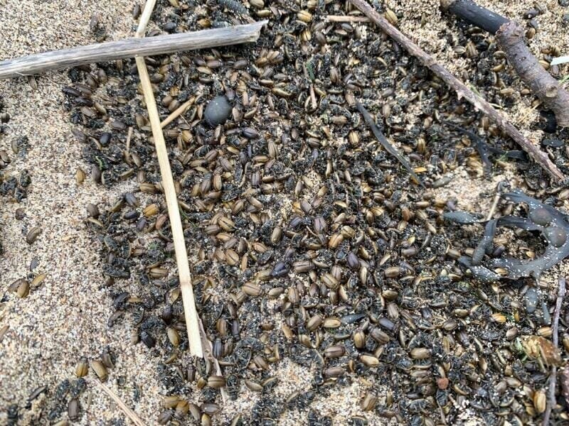 Более 100 000 мертвых жуков вымыло на пляж в Йоркшире