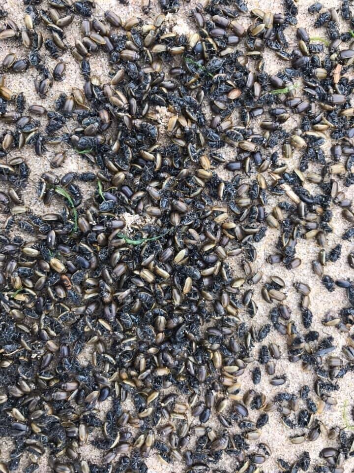 Более 100 000 мертвых жуков вымыло на пляж в Йоркшире
