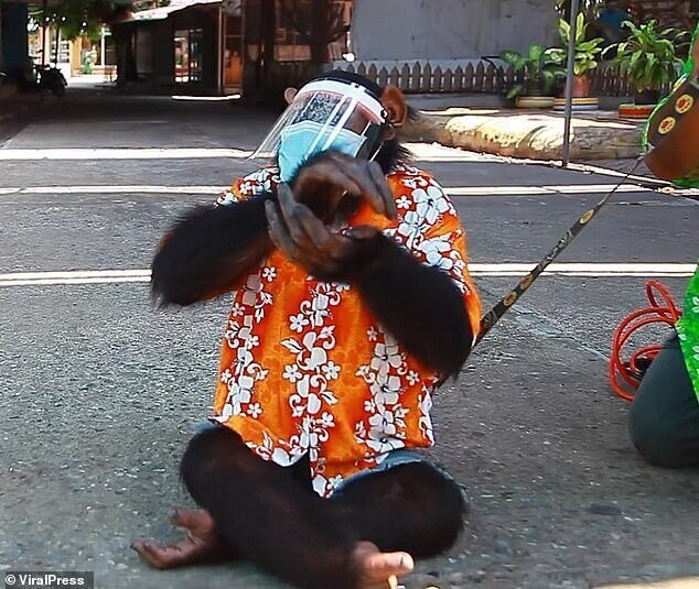 Публика в ярости: шимпанзе из тайского зоопарка продезинфицировал улицы на велосипеде