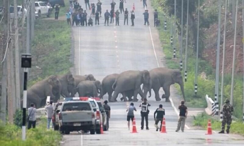 Лесные гиганты остановили движение на шоссе в Таиланде