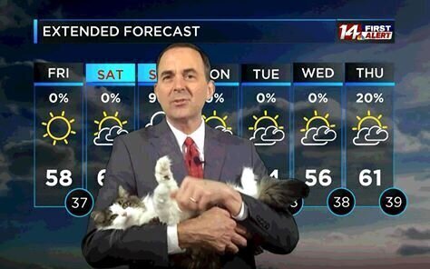 Синоптик ведёт прогноз погоды со своей кошкой Бетти