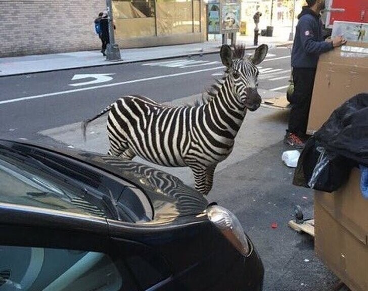 Настоящая и на вид безвредная зебра. Посреди большого города. И никого это не удивляет.