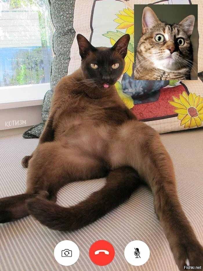 порно-коты