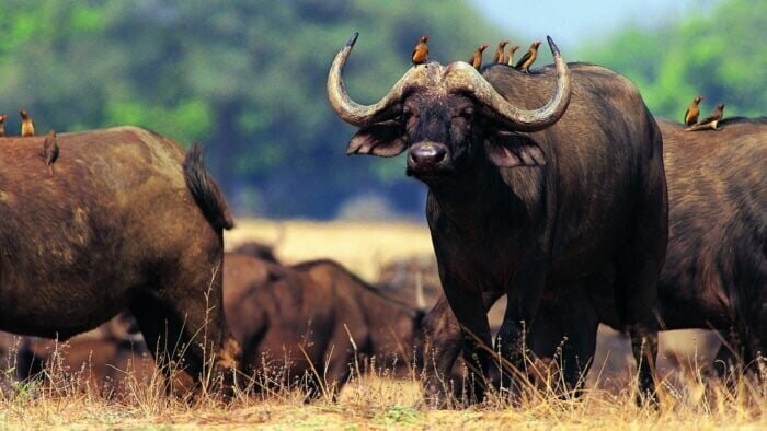 Африканский буйвол 