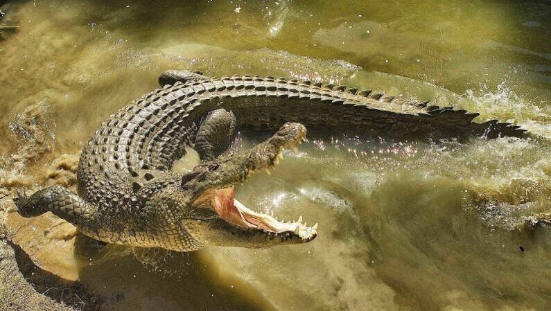 Гребнистый крокодил 