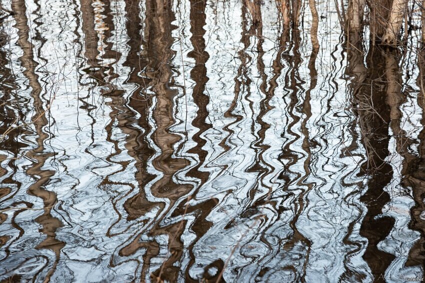 Отражение деревьев в реке во время ветра