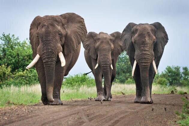Пятое место – африканский слон 
