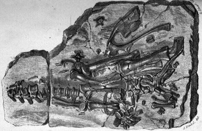 Первые находки динозавров
