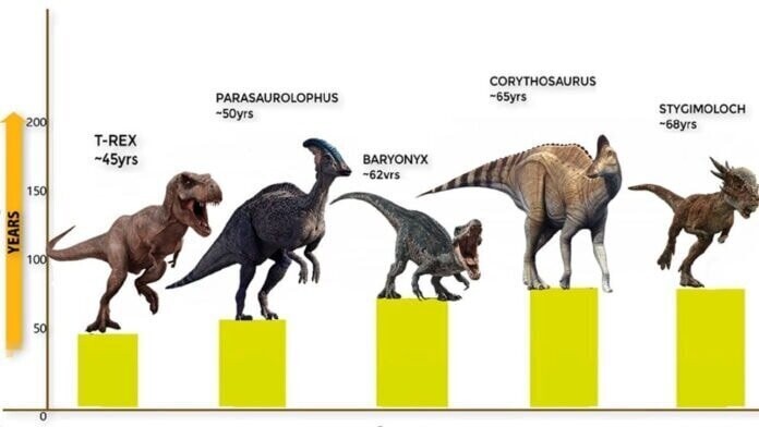 Продолжительность жизни динозавров 