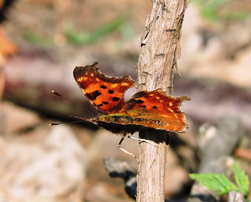 Апрельская бабочка