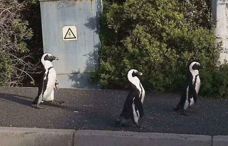 Пингвины прогулялись по пустынной из-за карантина улице Кейптауна