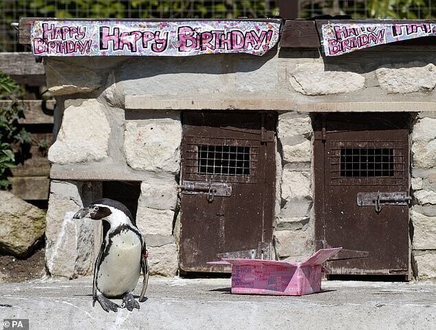 Пингвин Гумбольдта по кличке Рози живет в Йоркширском зоопарке с 1990 года