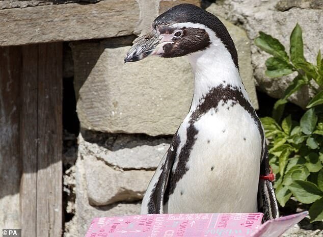 Пингвины Гумбольда относятся к уязвимым видам, продолжительность жизни составляет 15-20 лет