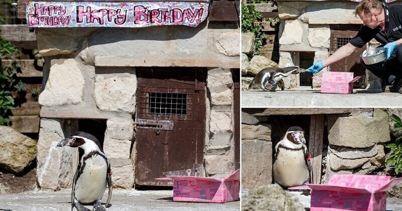Самка пингвина из Йоркширского зоопарка отмечает 30-летие