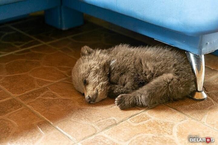 В Борисовском районе на ферме поселился медвежонок, назвали Василисой