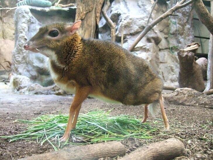 Это не мышь, а животное под названием малый оленёк, которое обитает в тропических лесах Юго-Восточной Азии и может вырасти до размера кролика