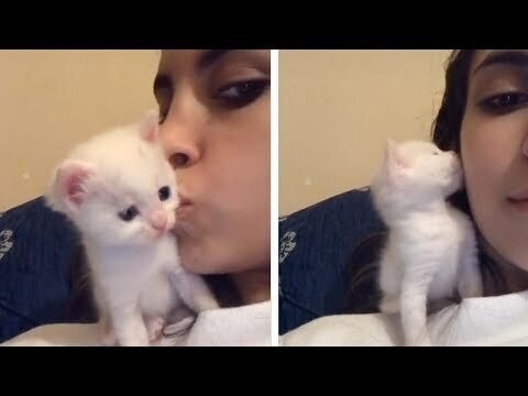 Занятное видео с котёнком 