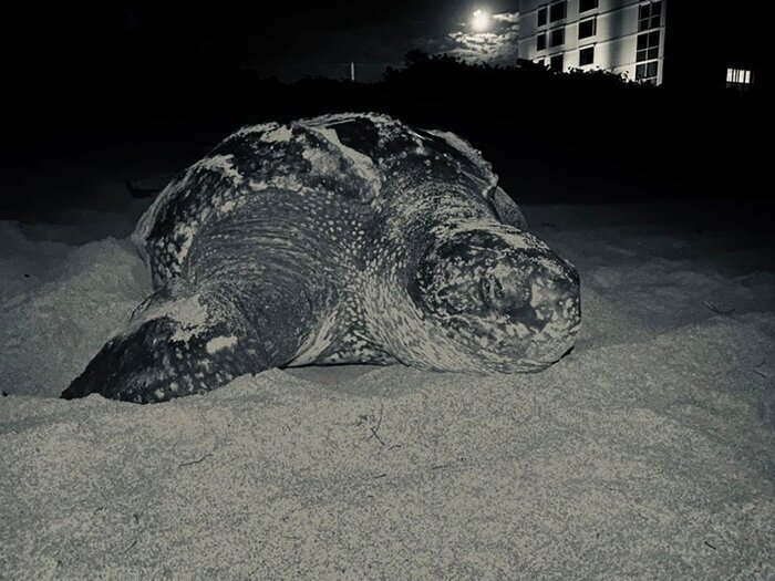 Морские черепахи из Флориды увеличивают поголовье