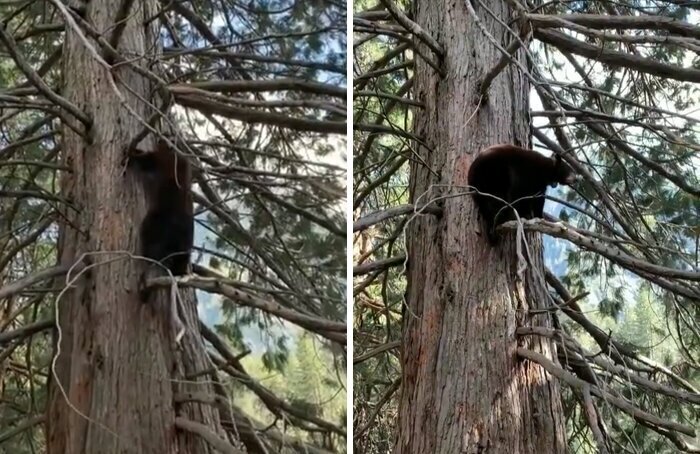 Медведи Йосемитского парка осмелели