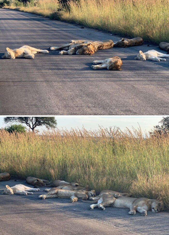 Львы в национальных парках ЮАР вышли на большую дорогу