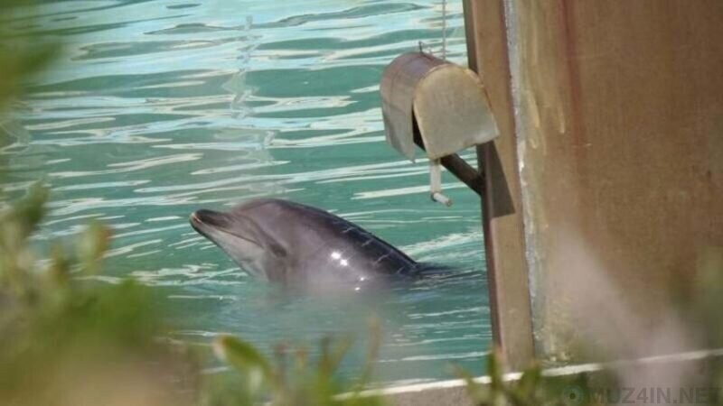 Самый одинокий дельфин в мире умер спустя много лет, проведённых в заброшенном аквариуме