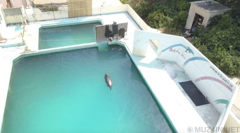 Самый одинокий дельфин в мире умер спустя много лет, проведённых в заброшенном аквариуме