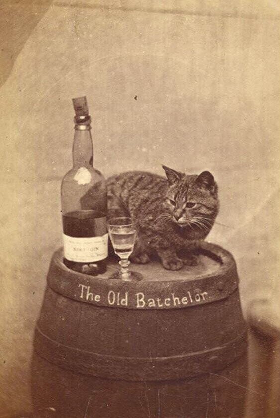 Кот и полбутылки джина "Старый холостяк". Великобритания, 1890-е.
