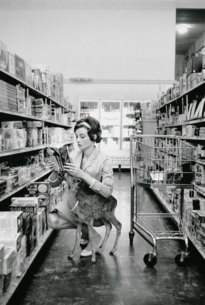 Одри Хепберн, знаменитая британская актриса и общественный деятель, в магазине со своим ручным оленёнком. США, Калифорния, Беверли-Хиллз, 1958 год.