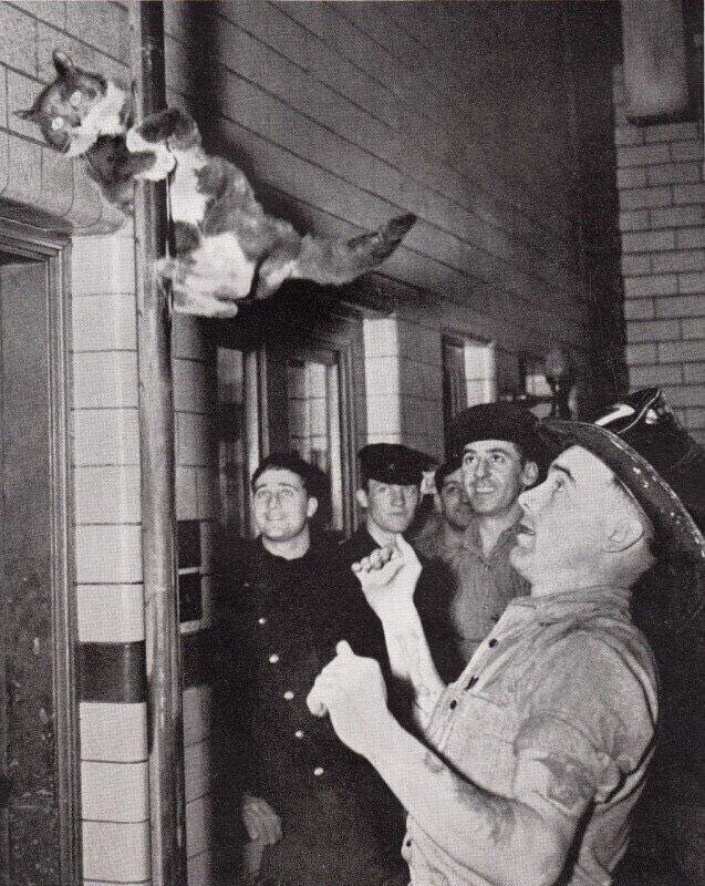 Котик спускается по пожарному шесту, Бостон, США,