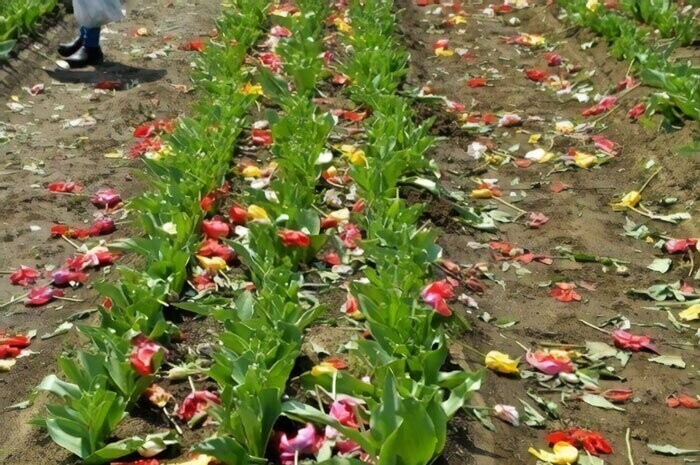 Было уничтожено 800 000 тюльпанов около 100 различных сортов