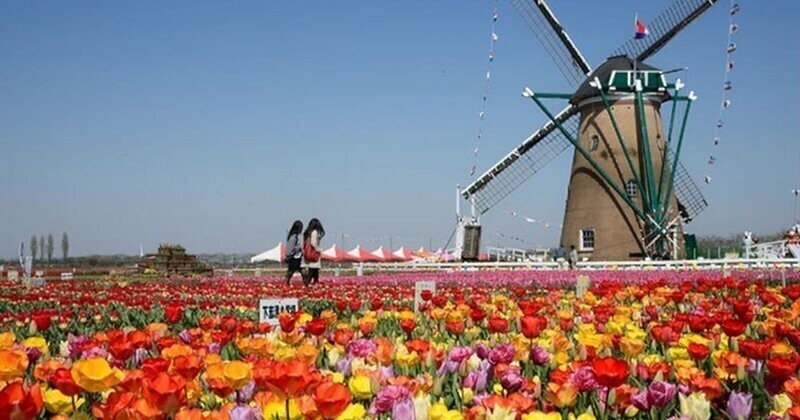 В Японии уничтожили 800 000 цветущих тюльпанов