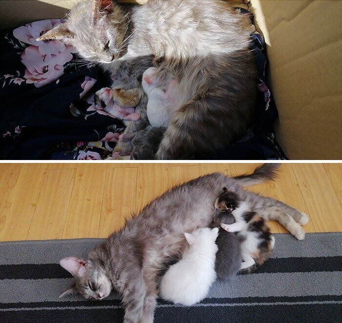 До и после усыновления