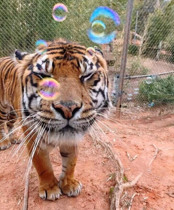И большой тигр радуется пузырькам, как шкодливый котенок!