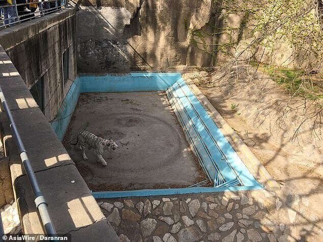 Еще в марте посетители Пекинского зоопарка заметили депрессивное состояние бенгальского тигра