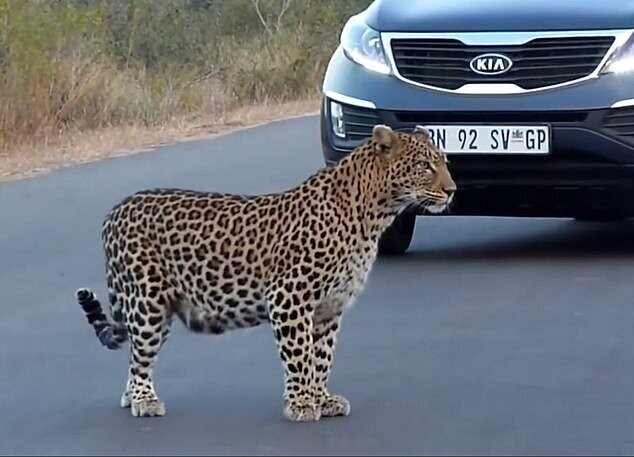 Самка леопарда повела детенышей через дорогу 
