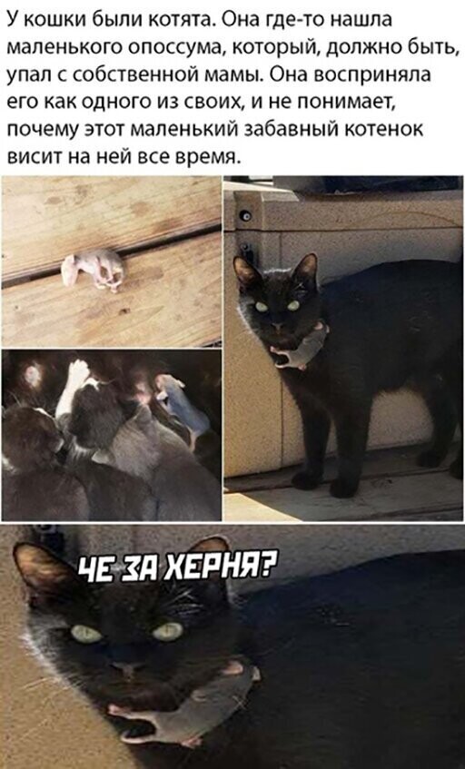 Прикольные и смешные картинки