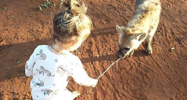Двухлетняя девочка подружилась с семейством диких гиен