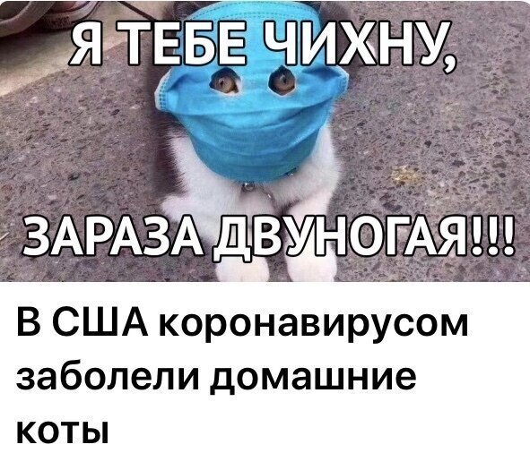 Политические комментарии из инета