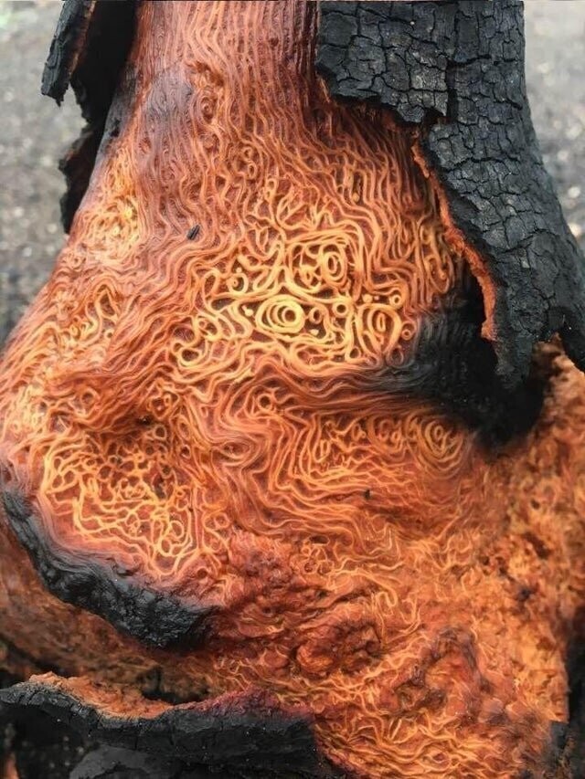 1. Внутри сгоревшего дерева
