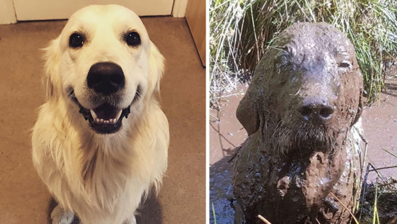 До и после прогулки: смешные фото собак-грязнуль