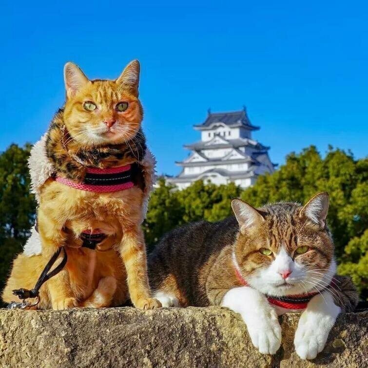Дайкичи и Фуку-Чан — кошки, которые путешествуют вместе со своим хозяином