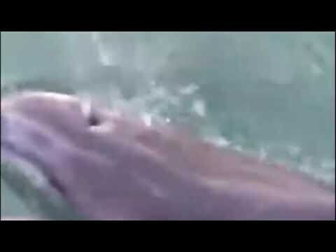 Из Черного моря в Дон приплыли дельфины 