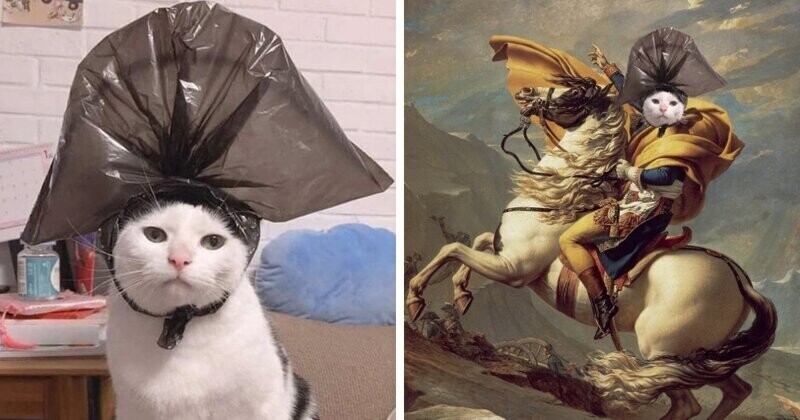 Фотожабы: кот с пакетом на голове