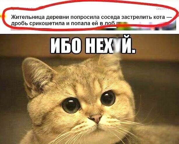 Прикольные и смешные картинки