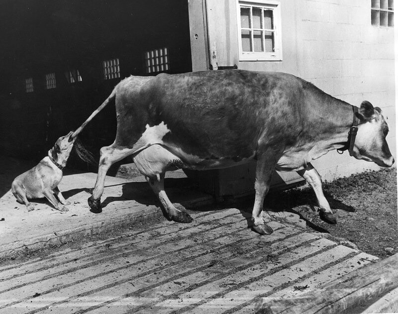 Обычный день на ферме Тэнга Хэмсона в пригороде Нью-Йорка, где собака Джиджи пытается прокатиться на коровьем хвосте, 20 мая 1968