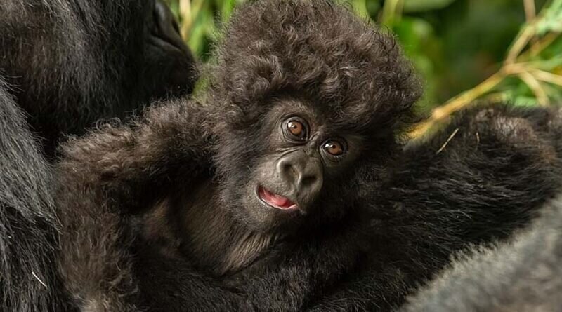 Малыш гориллы с необычайной прической