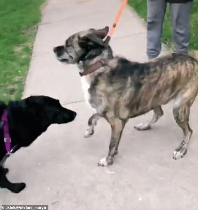 Друзья встречаются вновь: собаки счастливы увидеться после карантина!